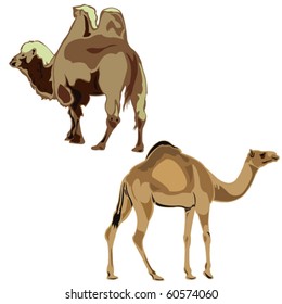 The world's two camels, dromedary and Bactrian camel.