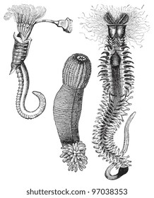 Wurmkollektion - Vermilia (links), Priapulus Priapulid (Mitte), Hermella (links) / Vintage-Illustration von Meyers Konversations-Lexikon 1897