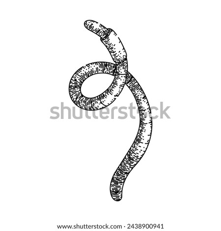 worm hand drawn. earth pink, compost garden, food illustration worm vector sketch. isolated black illustration