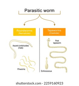 worm infection. Helminthiasis. Common types of parasitic worms or helminths: tapeworms, and roundworms that infected of human gastrointestinal tract. Pinworms and Ascaris lumbricoides, Pork tapeworm