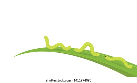 worm on white background. worm insects on the leaf. wallpaper. free space for text. copy space.