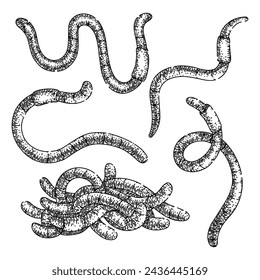 worm set hand drawn. simple vector, earth pink, compost garden worm vector sketch. isolated black illustration