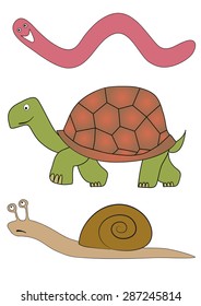 worm, snail and tortoise - slowly animals