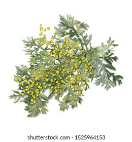 Wormwood. Artemisia absinthium. Wormwood branch, wormwood flowers and leaves . Cosmetics and medical plant. Vector illustration.