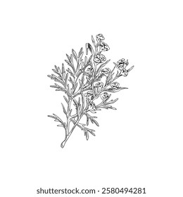 Wormwood blossom plant engraved sketch. Hand drawn sagebrush twig with flowers and leaves. Blooming Artemisia absinthium medicinal plant. Ayurveda essential herb. Vector botanical ink illustration