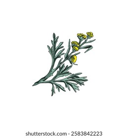 Wormwood blossom plant sketch icon. Hand drawn vector botanical illustration of sagebrush twig with flowers and leaves. Medicinal plant. Artemisia absinthium wild ayurveda essential oil herb isolated