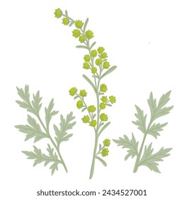 Wermut, Feldblume, Vektorzeichnung wilder Pflanzen auf weißem Hintergrund, Artemisia absinthium, Blumenelement, handgezeichnete botanische Illustration