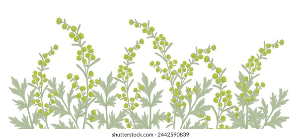 wormwood, field flower, vector drawing wild plants at white background, Artemisia absinthium ,floral bordert, hand drawn botanical illustration