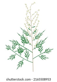 Wormwood: illustration of allergenic plants for pollinators.