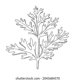 Wormwood einzeln auf weißem Hintergrund. Wilde Pflanze in Gravur. Vintage Sketch schwarz Umriss, Nahaufnahme. Vektorgrafik-Design.