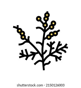 wormwood plant color icon vector. wormwood plant sign. isolated symbol illustration