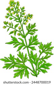 Wormwood Pflanze farbige detaillierte Illustration