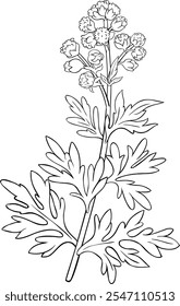 Wormwood Plant Isolated Outline Illustration