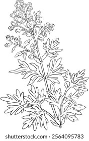 Wormwood Plant Isolated Outline Illustration