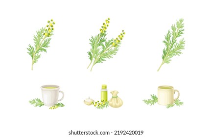 Wormwood or Southernwood Plant Extraction and Herbal Tea in Mug Vector Set