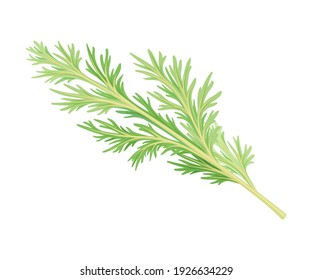 Wormwood- oder Southernwood-Pflanze mit Feathery-Leaves-Vektorgrafik