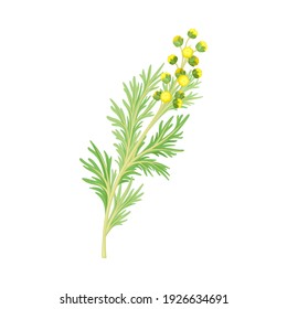 Wormwood or Southernwood Plant with Feathery Leaves and Small Yellow Flowers Vector Illustration