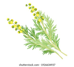 Wormwood or Southernwood Plant with Feathery Leaves and Small Yellow Flowers Vector Illustration