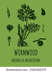 Wormwood (Artemísia absínthium) vector illustration.  Wormwood branch, leaves and wormwood flowers. Cosmetics and medical plant. 
