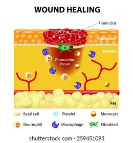 The Wound Healing Process. Cutaneous Wound After Injury