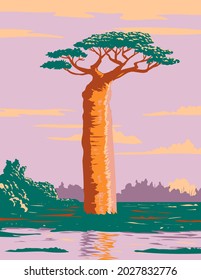 WPA poster art of a Grandidier's baobab or Adansonia grandidieri, the biggest and most famous of Madagascar's species of baobabs endemic to island of Madagascar in works project administration style.