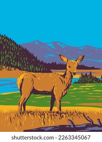 WPA poster art of a mule deer Odocoileus hemionus in Yellowstone National Park, Wyoming USA done in works project administration or federal art project style.