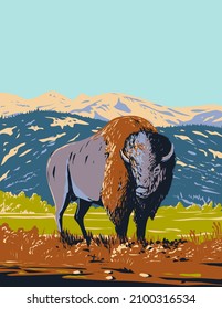 WPA poster art of a North American bison or Plains bison roaming in the prairie of Yellowstone National Park, Wyoming, United States of America USA done in works project administration style.