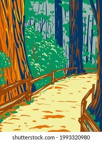 WPA poster art of redwood trees in Muir Woods National Monument in Golden Gate National Recreation Area, San Francisco , California, United States done in works project administration style.