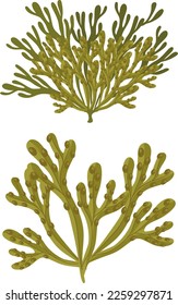 Wrack seaweed cartoon isolated illustration