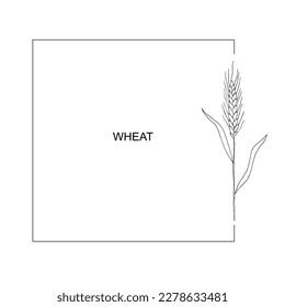 Wreath frame from ears of wheat.A bunch of ears of wheat,dried whole grains.Cereal harvest,agriculture,organic farming,healthy food symbol.Ears of wheat hand drawn.Design element. Isolated background