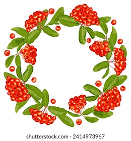 Wreath, frame of pyracantha fruits and leaves on a white background 