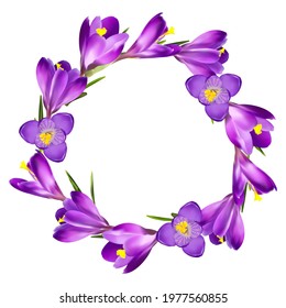 wreath (ring) of crocuses on a white background