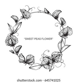 Wreath of sweet peas flowers drawing and sketch with line-art on white backgrounds.