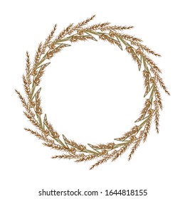 Wreath of yellow Indiangrass (Sorghastrum nutans), prairie grass. Hand drawn botanical vector illustration