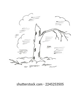 Desperdicios de un árbol tras el bombardeo