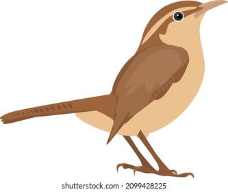 Wren bird, illustration, vector on a white background.