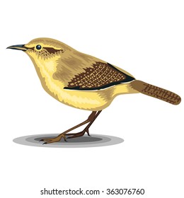 Wren bird isolated on a white background. Realistic illustration.