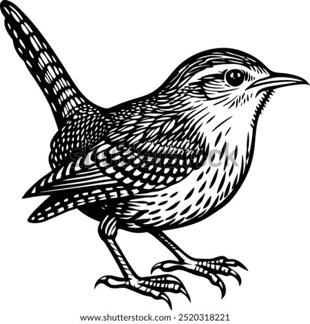 Wren Bird, Whit and Black , Illustrator, Image, White Background