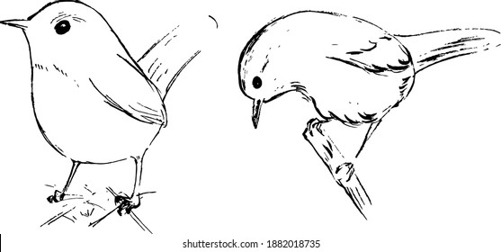 Wren ink illustrations. Bird drawings in black and white. Monochrome vector artworks. Nature animals illustration set. 