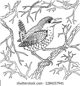 Wren on branches black and white vector illustration engraving 