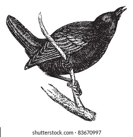 Wren or Troglodytes sp., vintage engraved illustration. Trousset encyclopedia (1886 - 1891).