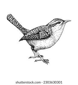 Wren vector sketch. Hand drawn wildlife illustration in engraved style. Passerine bird isolated on white background. Black and white animal drawing for print, poster, card, cover.