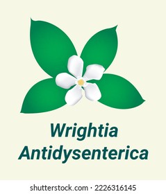 Wrightia Antidysenterica Blüte mit Blättern