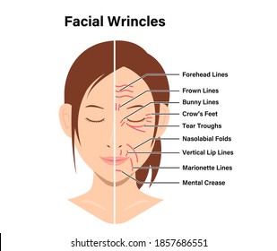 Wrinkles face and wrinkle-free face ( female face ) vector illustration
