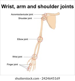ilustración de etiqueta de articulaciones de muñeca, brazo y hombro