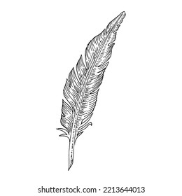 Writer feather. Hand drawing vintage art realistic quill feathers for pen detailed isolated vector white and black sketch bird feather