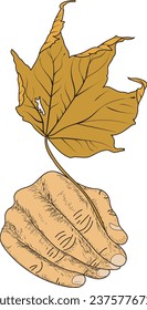 writing with maple leaf sketch, hand sketch, Autumn line art maple leaf in hand, maple line art