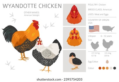 Wyandotte Chicken breeds clipart. Poultry and farm animals. Different colors set.  Vector illustration