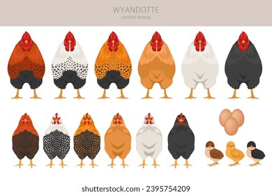 Wyandotte Chicken breeds clipart. Poultry and farm animals. Different colors set.  Vector illustration