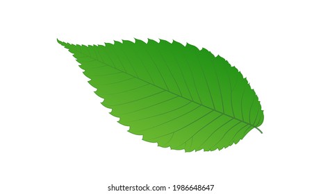 Wych Elm green leaf vector illustrstion